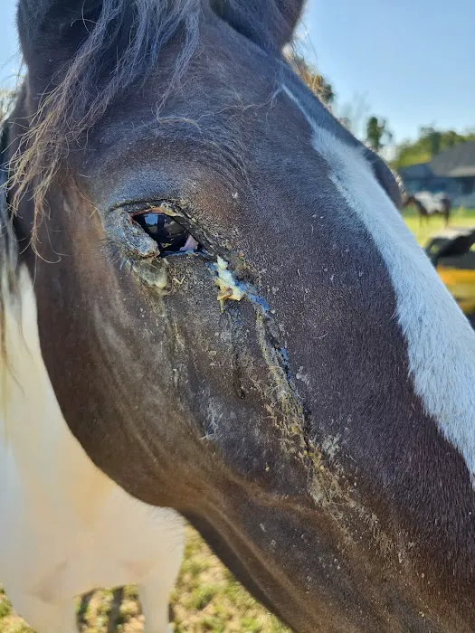 Indian Hills Equine Veterinary Services Picture 5