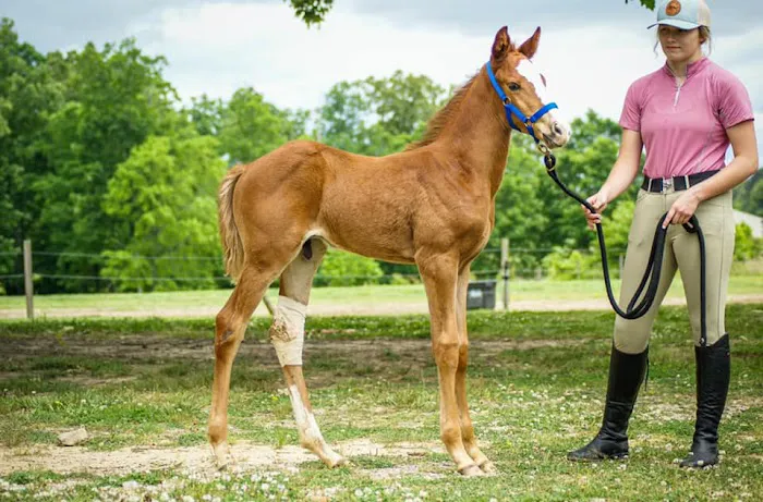 Indian Hills Equine Veterinary Services Picture 6