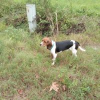 County Line Veterinary Services, LLC ico
