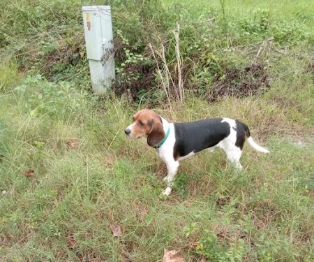 County Line Veterinary Services, LLC