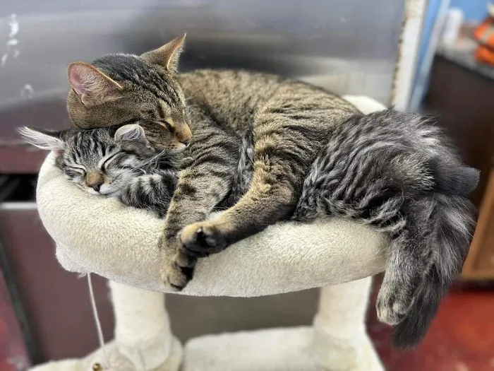 County Line Veterinary Services, LLC Picture 4