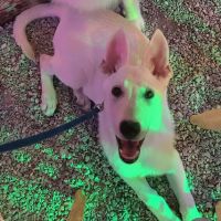 Decatur Animal Care PC ico