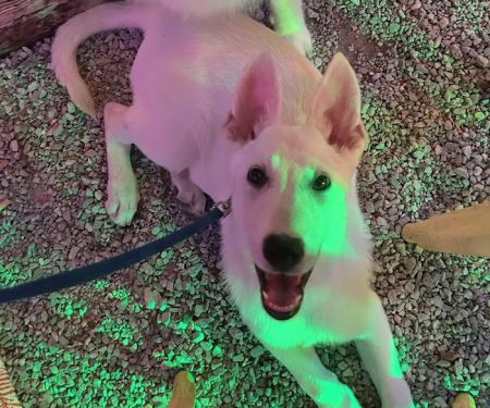 Decatur Animal Care PC
