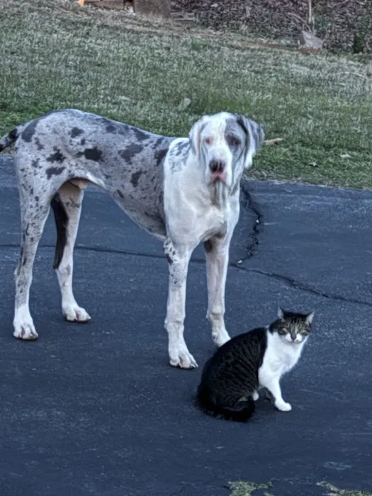 Decatur Animal Care PC Picture 6
