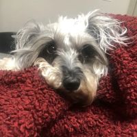 Beltline Animal Clinic ico