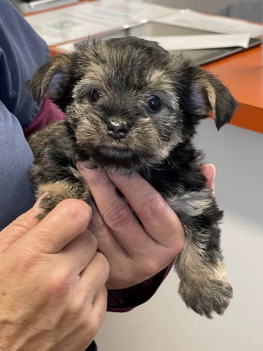 Osborne Animal Clinic Picture 5