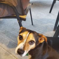 Veterinary Regional Referral Hospital ico