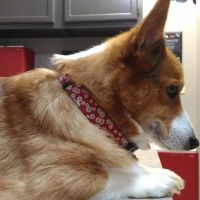 Snodgrass Veterinary Medical Center ico
