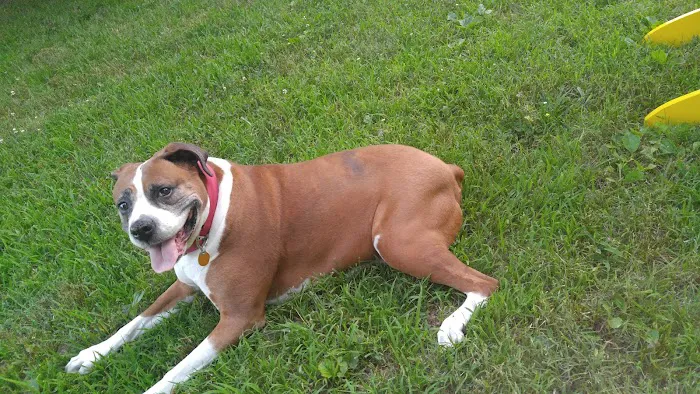 Snodgrass Veterinary Medical Center Picture 8