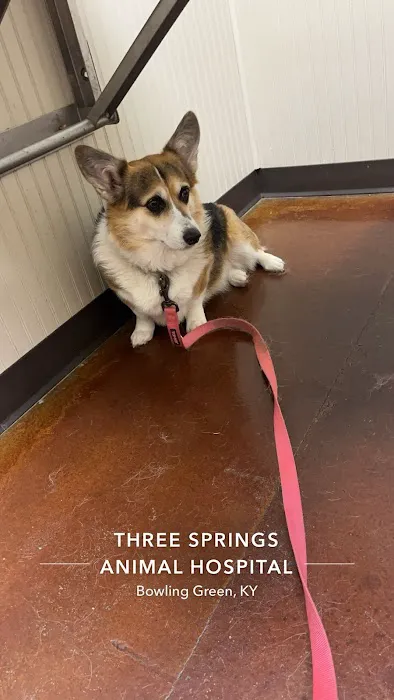 Three Springs Animal Hospital Picture 3