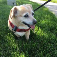 Three Springs Animal Hospital ico