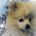 All Creatures Animal Hospital: Vicky Owens McGrath DVM