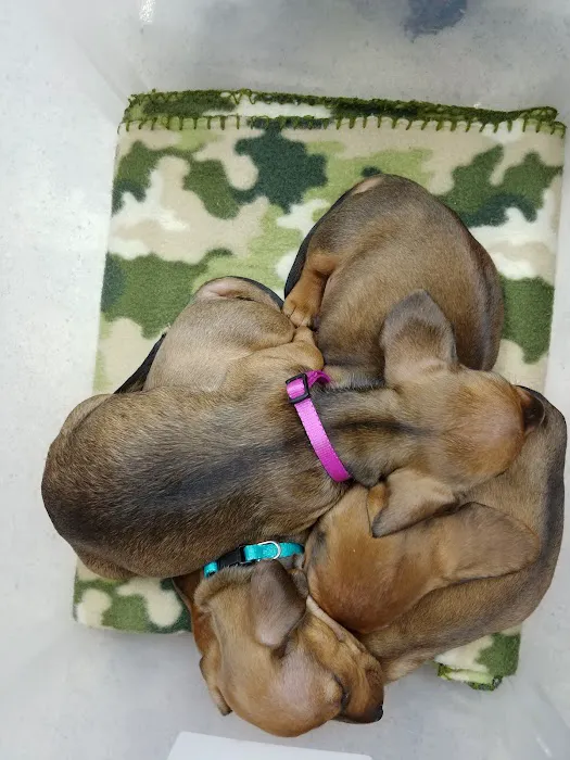 White House Animal Hospital Picture 3