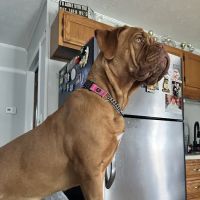 White House Animal Hospital ico