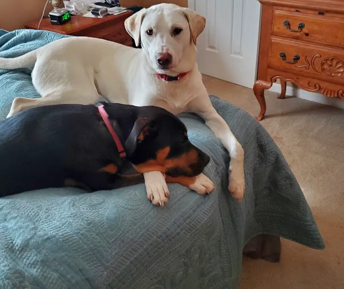 White House Animal Hospital Picture 7