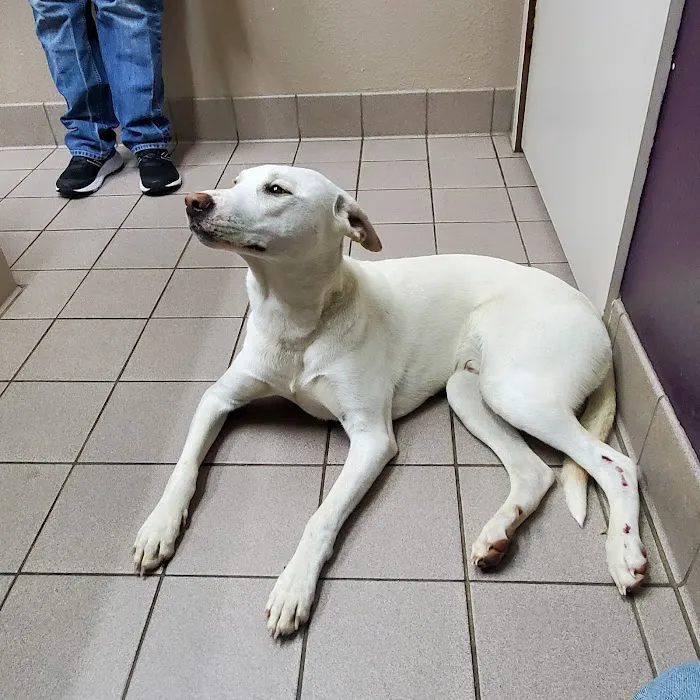 White House Animal Hospital Picture 8