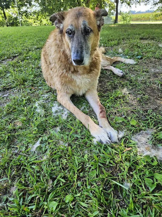 White House Animal Hospital Picture 9