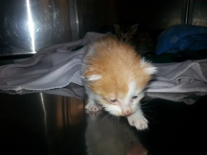 Crocker Animal Hospital LLP Picture 2