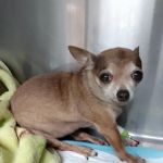Murray County Veterinary Services
