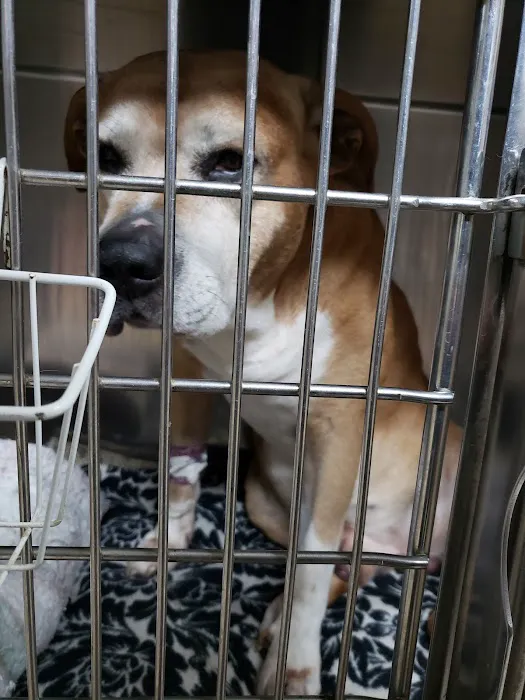 Murray County Veterinary Services Picture 10