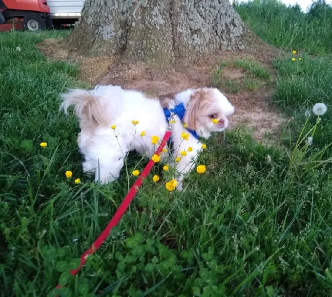Calhoun Pet Care Picture 6