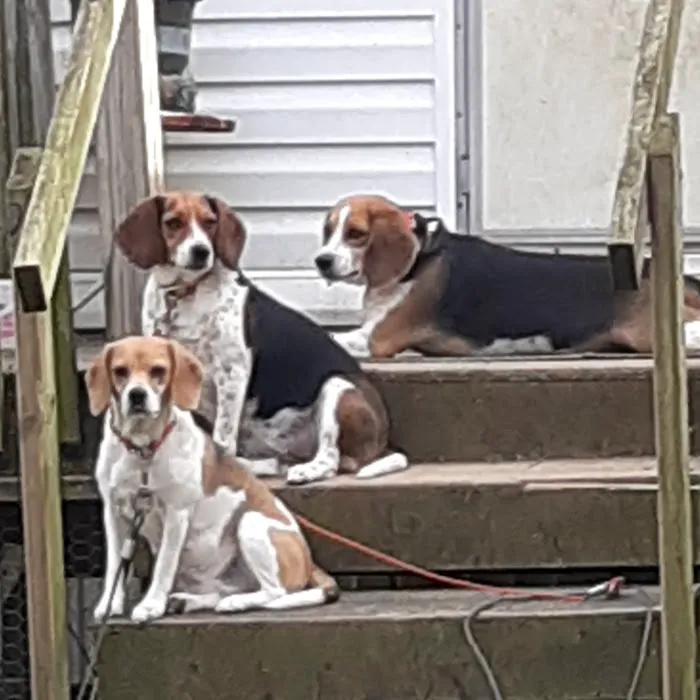 Calhoun Pet Care Picture 9