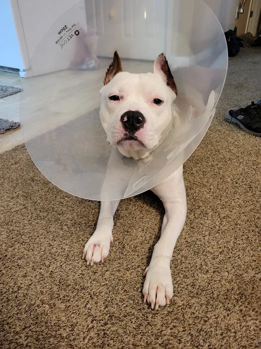 Calhoun Pet Care Picture 8