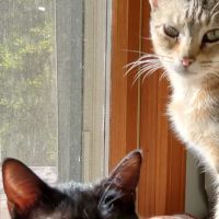 All Animal Care Veterinary Hospital ico