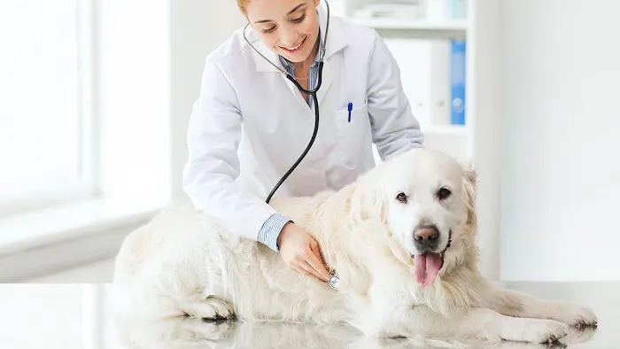 All Animal Care Veterinary Hospital Picture 5