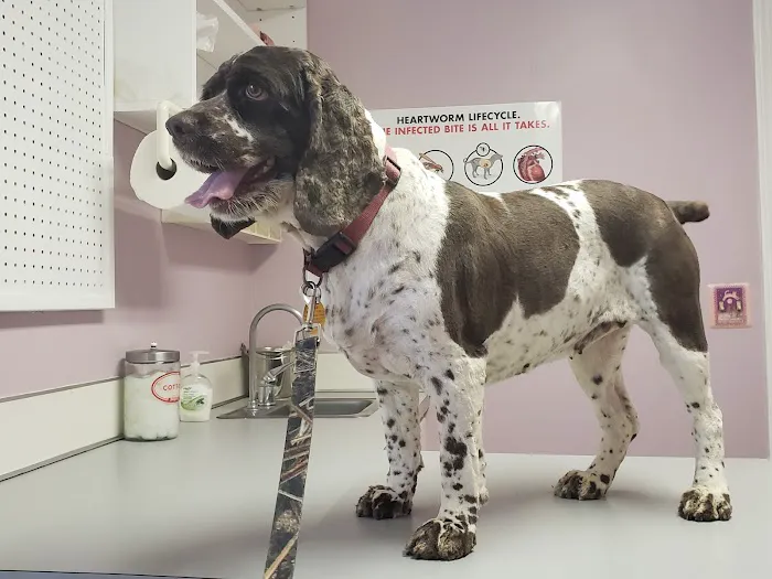 All Animal Care Veterinary Hospital Picture 9