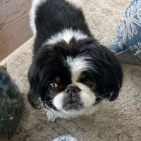 Best Friends Animal Hospital DVM ico