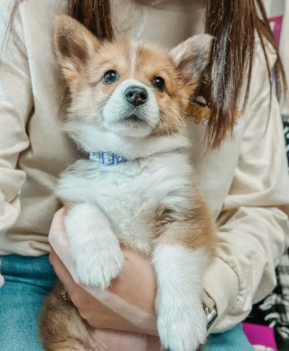 Best Friends Animal Hospital DVM Picture 4