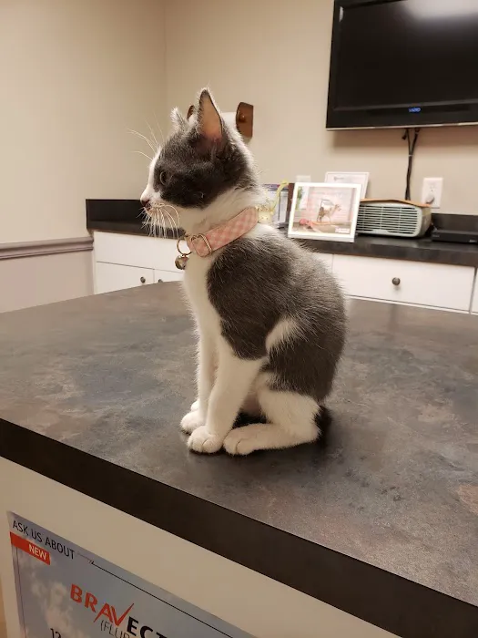 Best Friends Animal Hospital DVM Picture 2