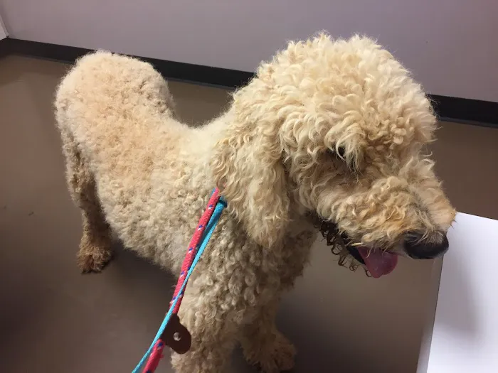 Best Friends Animal Hospital DVM Picture 3