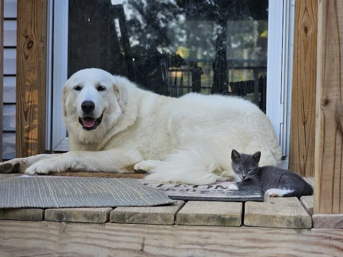 Best Friends Animal Hospital DVM Picture 7