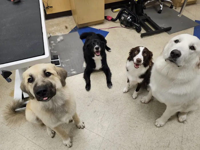Best Friends Animal Hospital DVM Picture 10