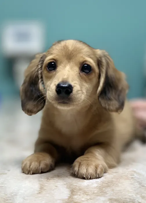 Adairsville Animal Hospital Picture 9