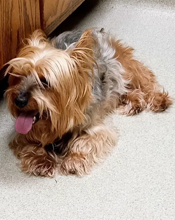Culbreth Carr Watson Animal Clinic Picture 3
