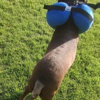 East Rome Animal Clinic ico