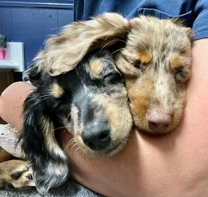 East Rome Animal Clinic Picture 2