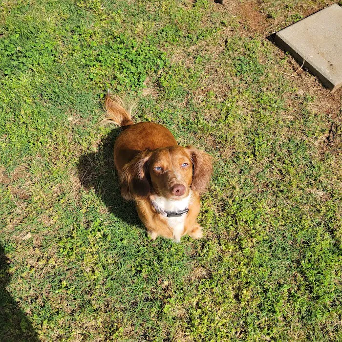 ACE Vet - Animal Care Experts Picture 2