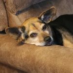 ACE Vet - Animal Care Experts