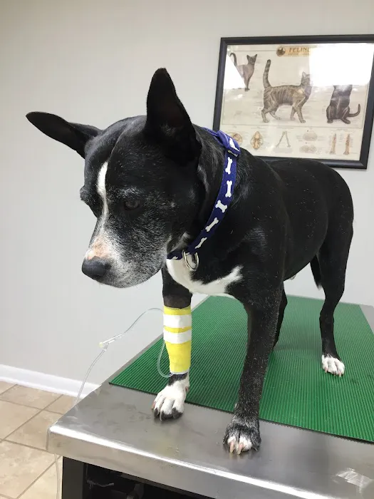 ACE Vet - Animal Care Experts Picture 4
