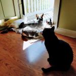 Hokes Bluff Veterinary Hospital