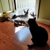 Hokes Bluff Veterinary Hospital ico