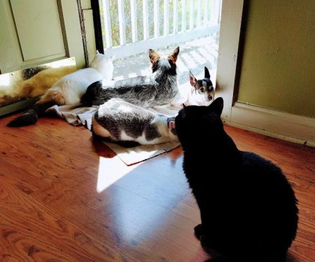 Hokes Bluff Veterinary Hospital