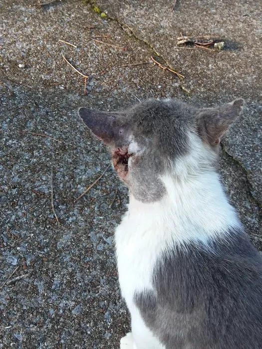 Hokes Bluff Veterinary Hospital Picture 10
