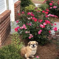 Polk Veterinary Care, LLC ico