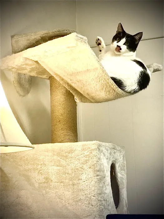 Rainbow City Pet Clinic Picture 1