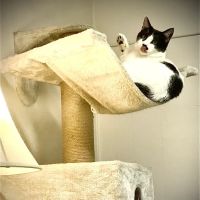 Rainbow City Pet Clinic ico